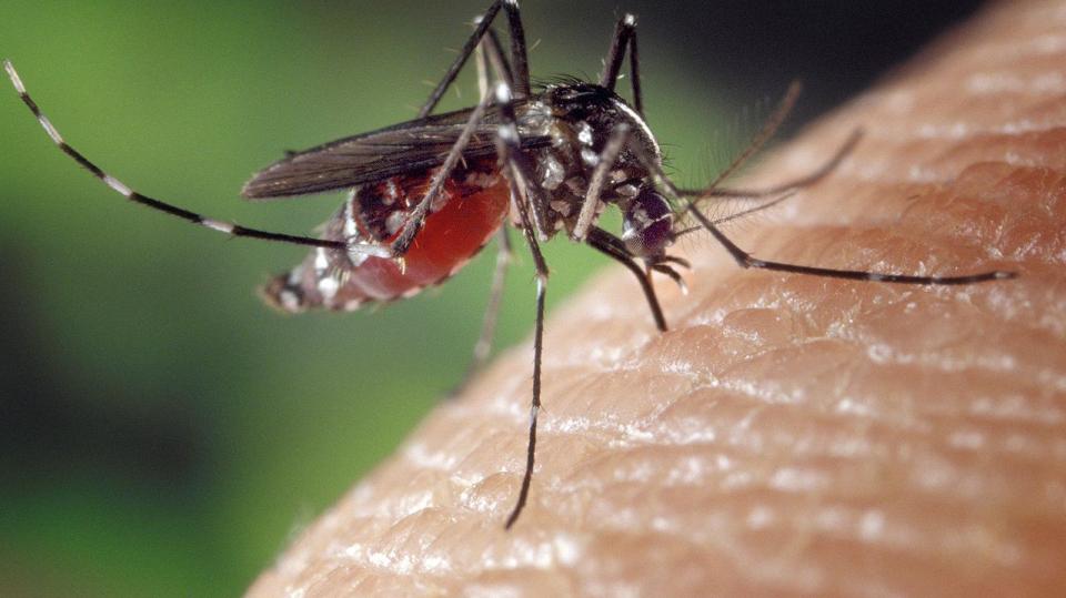 komár druhu Aedes albopictus